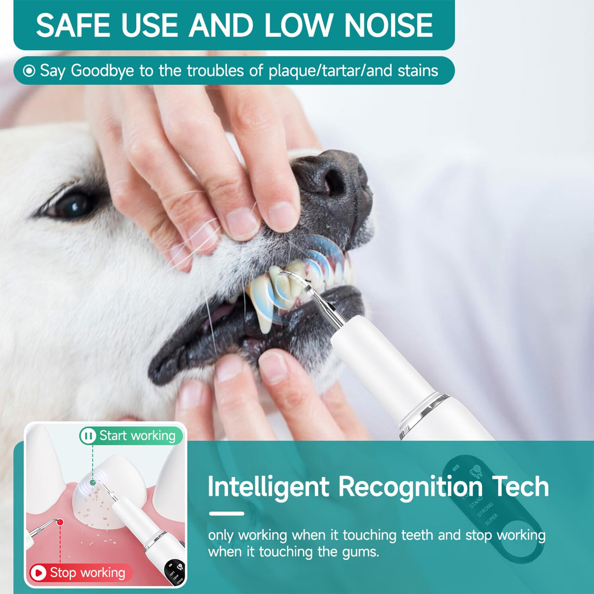 White Dog Teeth Cleaning Kit with LED Light D569376