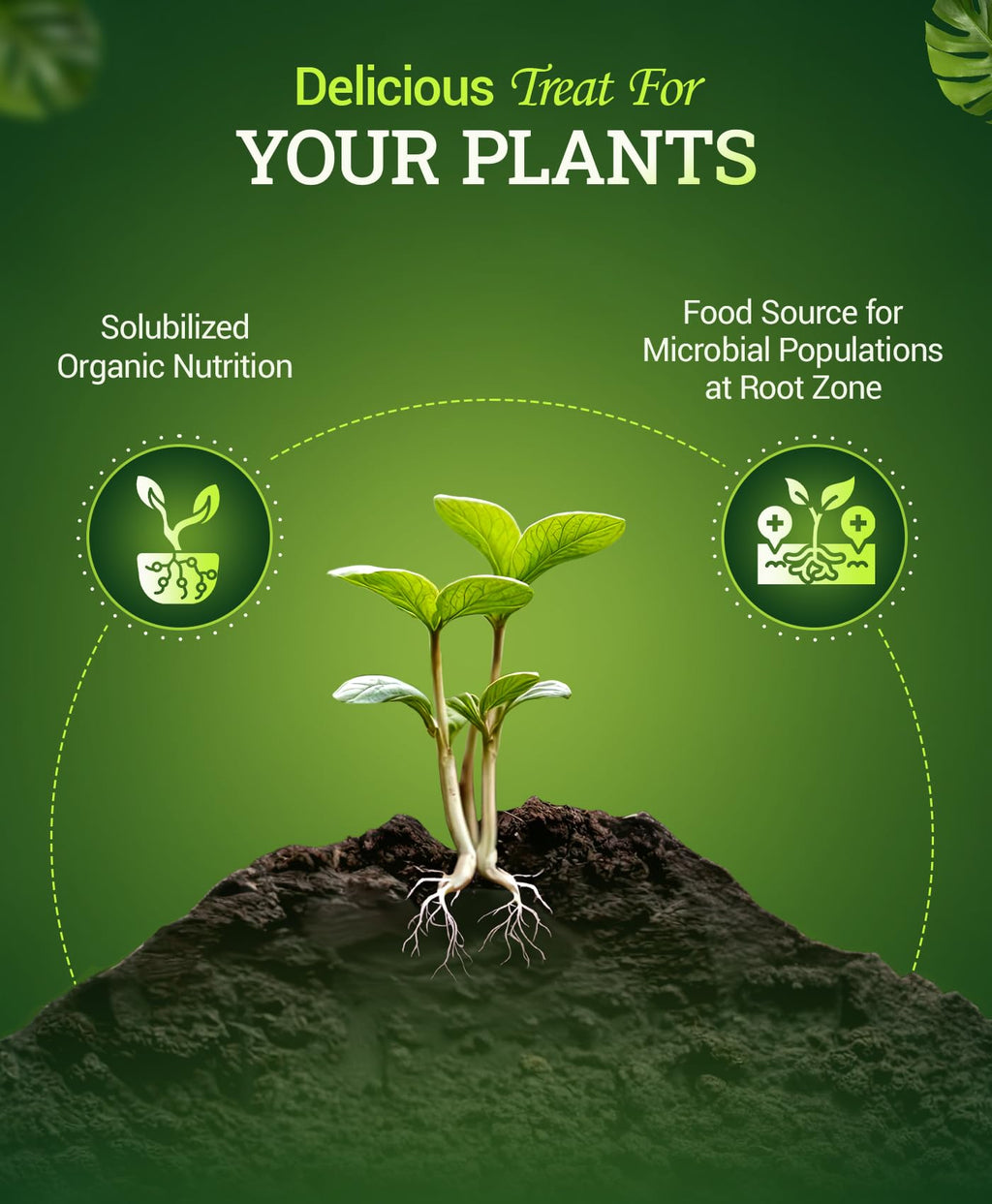 Liquid Plant Fertilizer 0-1-3 1 Pint O50718