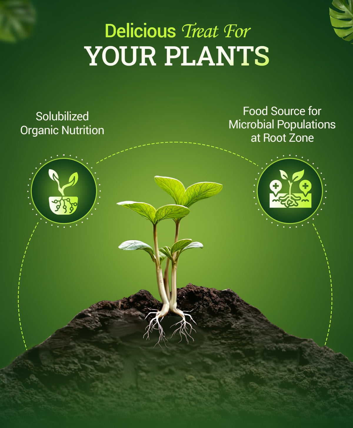 Liquid Plant Fertilizer 0-1-3 1 Pint O50718