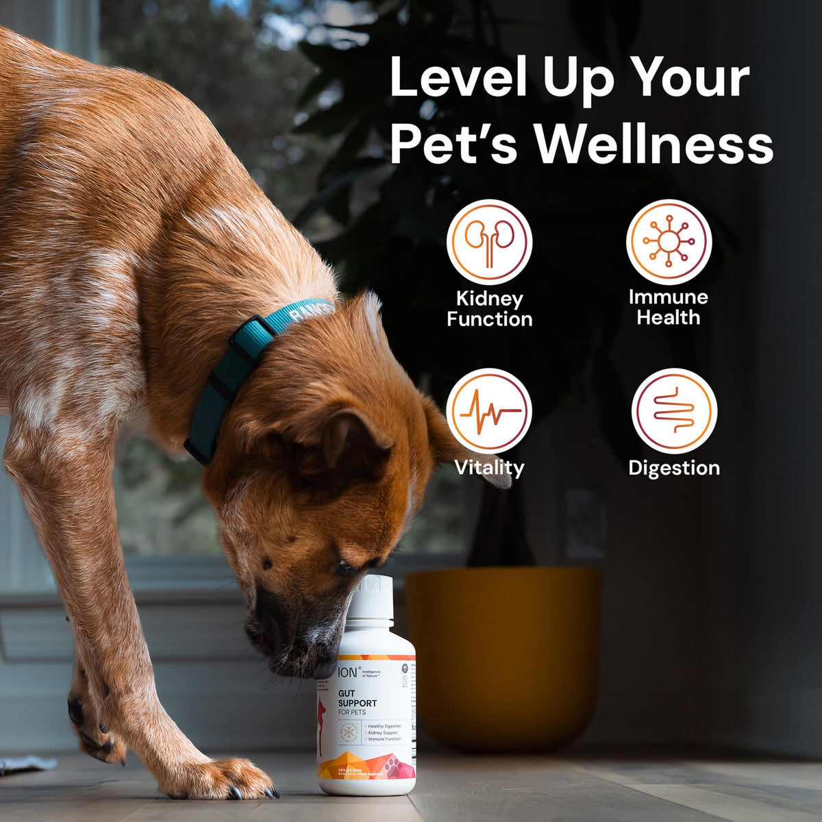 Gut Support for Pets 8 Fl Oz T181