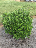 Gardenia jasminoides 'August Beauty' 3 Gallon J985