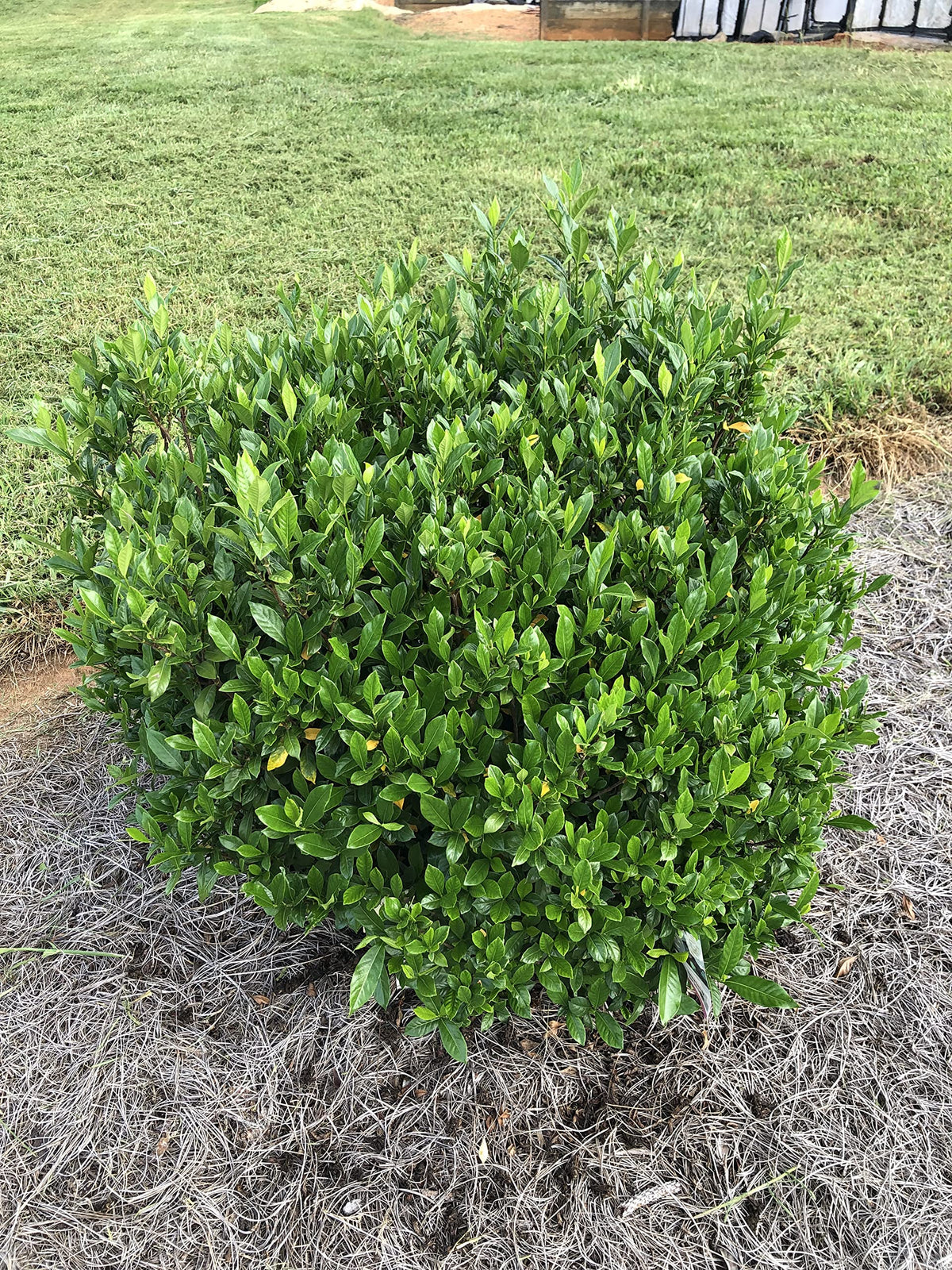 Gardenia jasminoides 'August Beauty' 3 Gallon J985